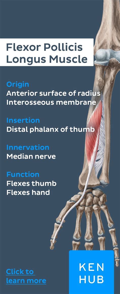 flexor pollicis brevis origin and insertion|flexor pollicis brevis pain treatment.